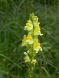 Linaria vulgaris