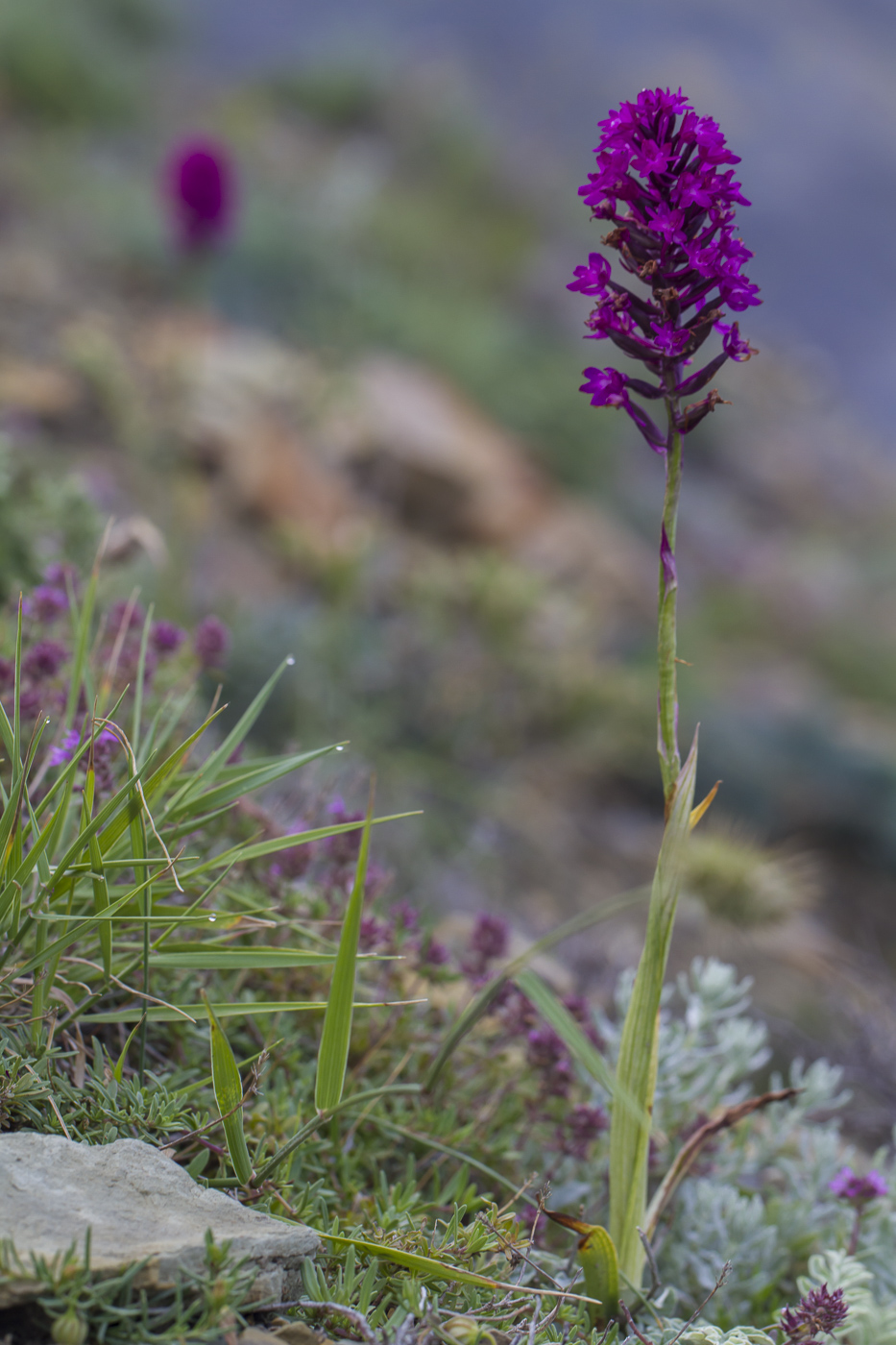 Image of Anacamptis pyramidalis specimen.