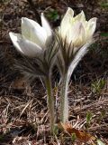 Pulsatilla uralensis. Цветущие растения. Свердловская обл., окр. г. Североуральск, травяной сосняк на известняковой скале. 21.05.2006.