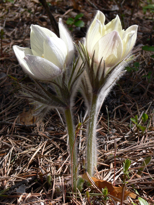 Image of Pulsatilla uralensis specimen.