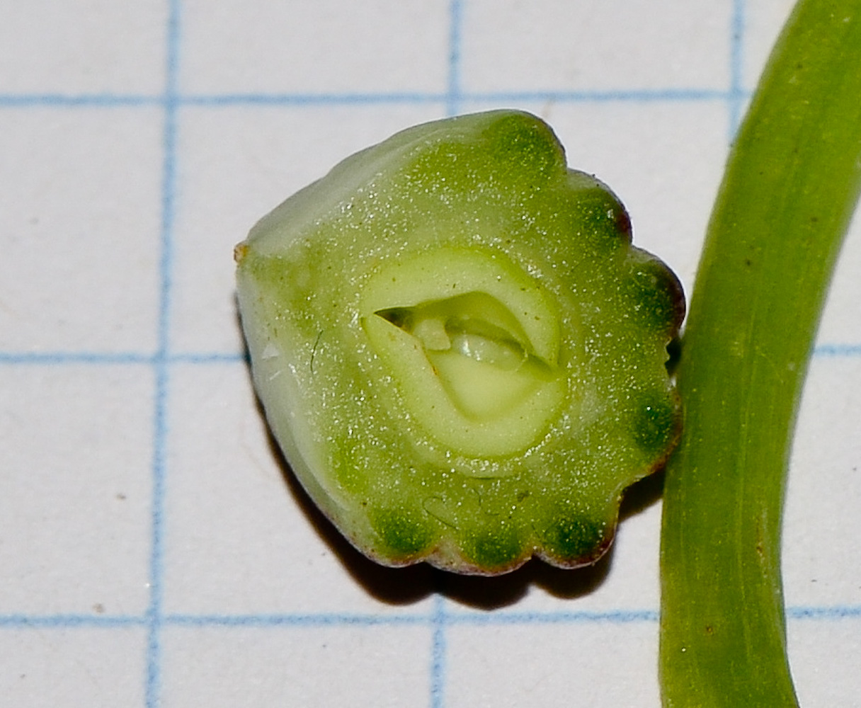 Image of Tropaeolum majus specimen.