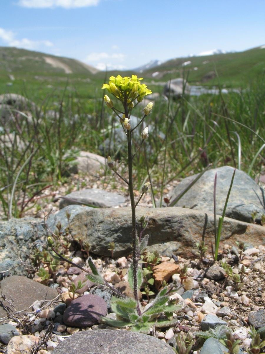 Image of Draba nemorosa specimen.