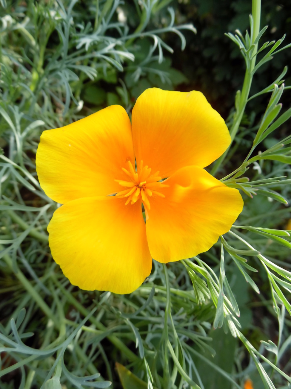 Изображение особи Eschscholzia californica.