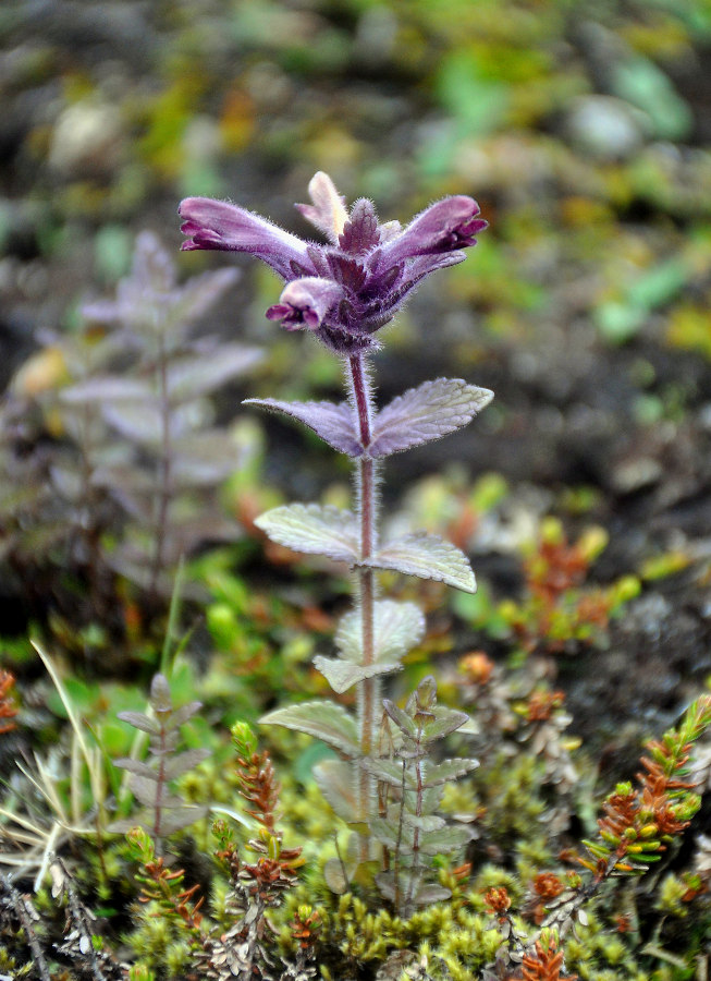 Image of Bartsia alpina specimen.