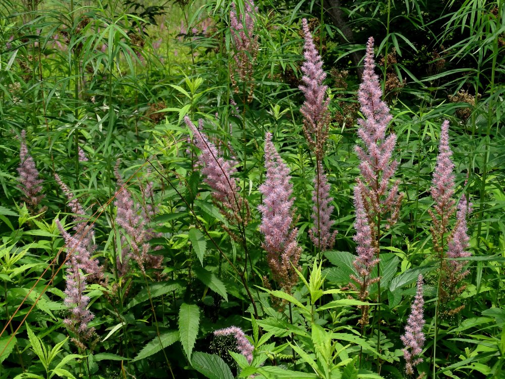 Image of Astilbe chinensis specimen.