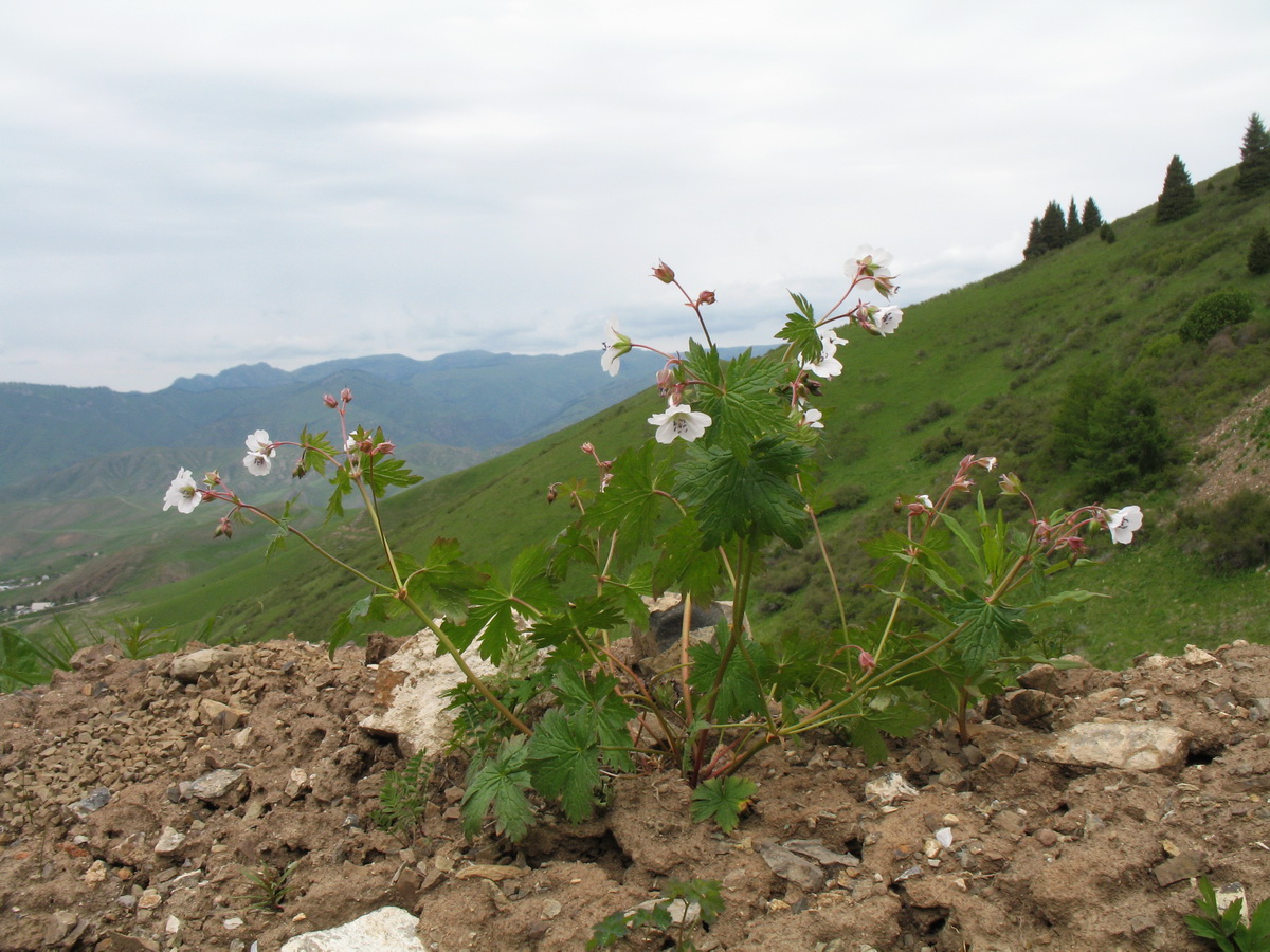 Изображение особи Geranium albiflorum.