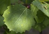 Populus tremula