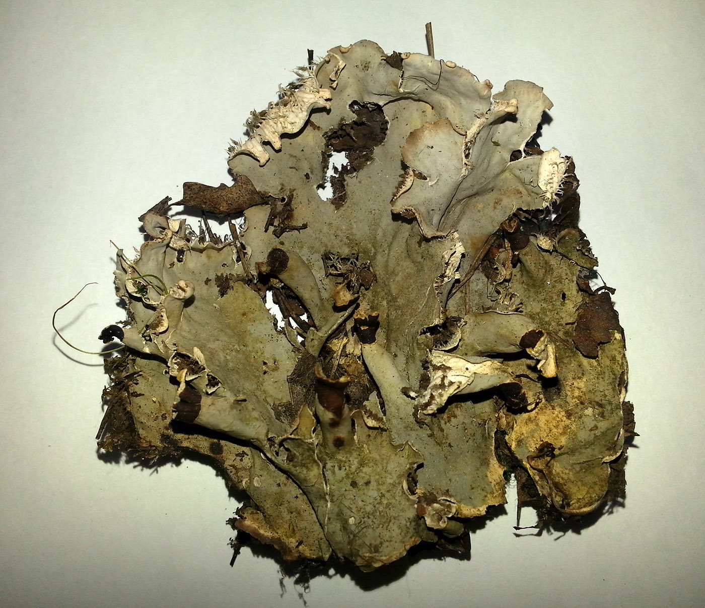 Image of genus Peltigera specimen.