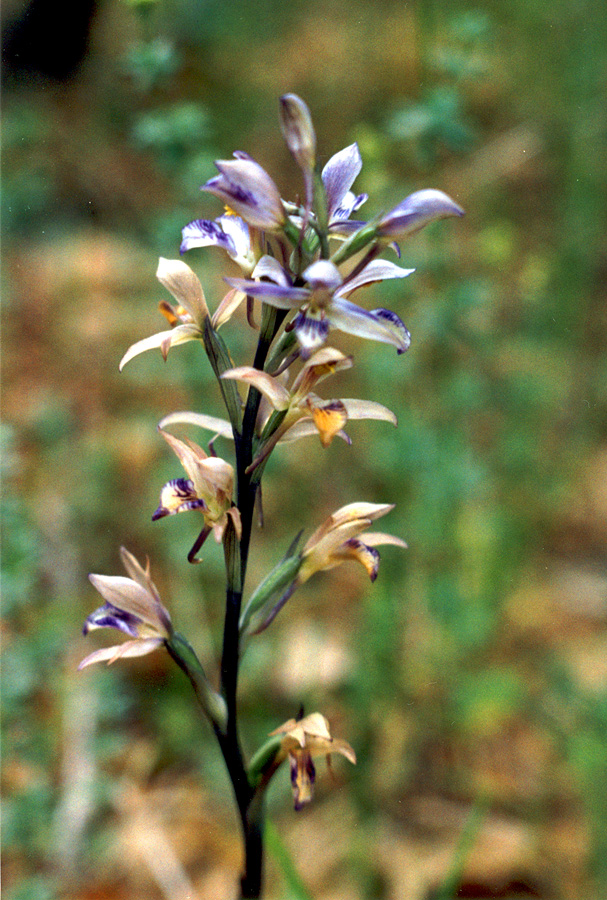 Image of Limodorum abortivum specimen.