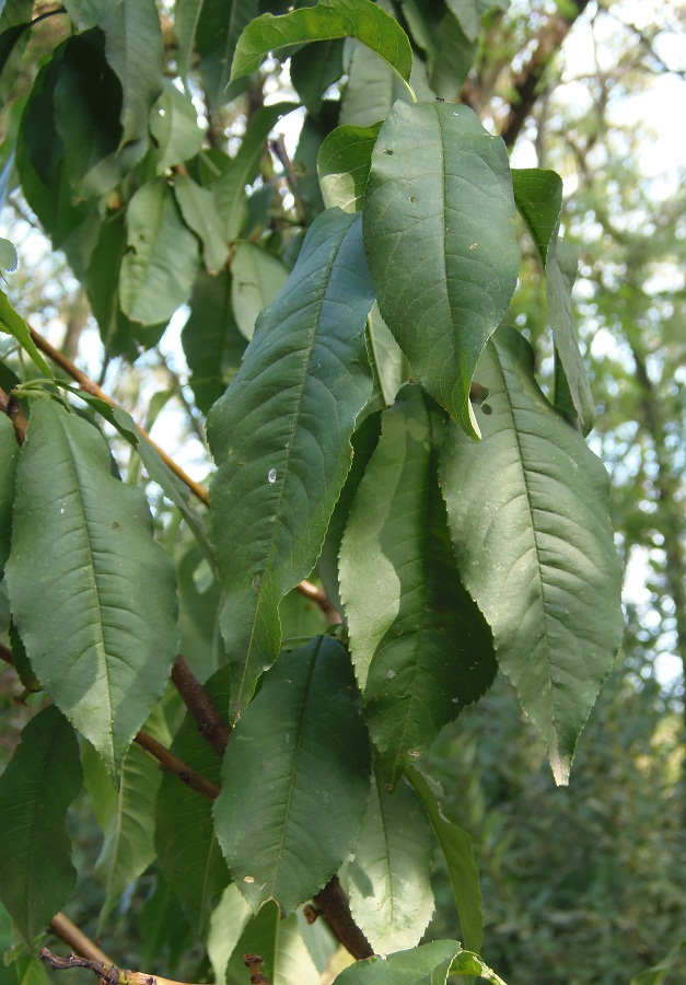 Image of Persica vulgaris specimen.