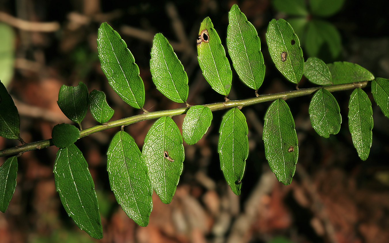 Image of Ilex rugosa specimen.