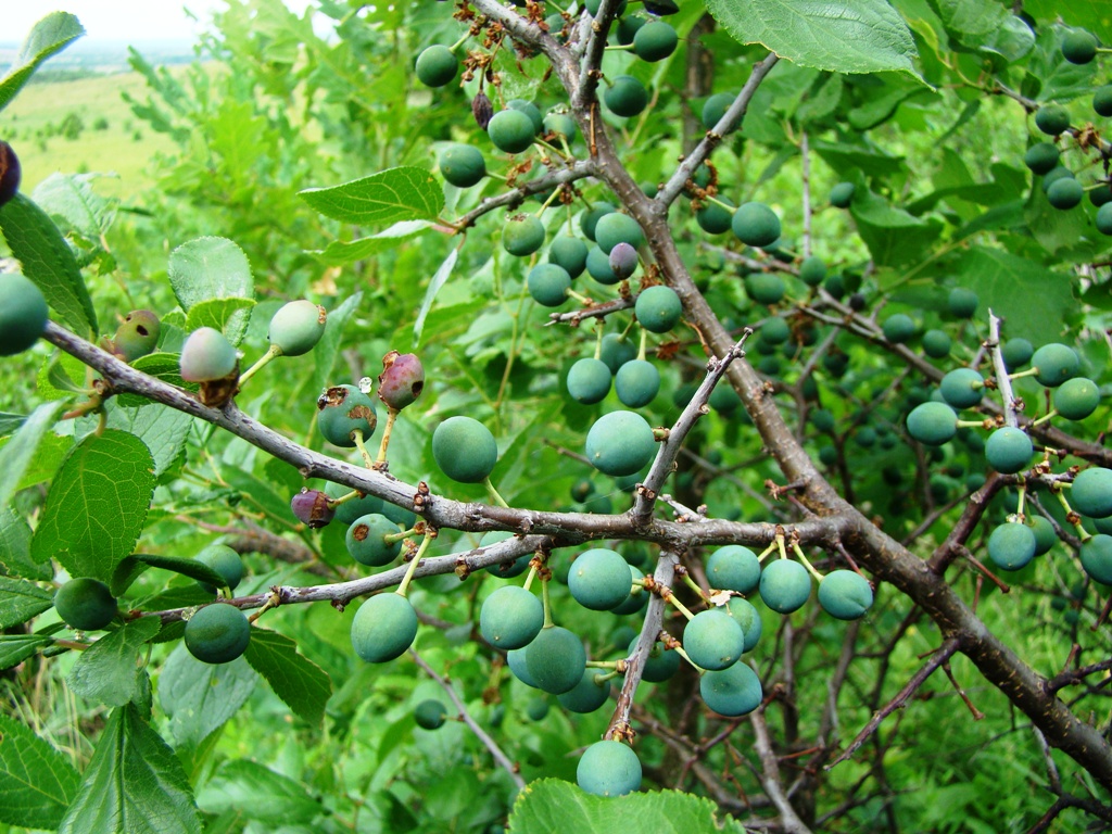 Image of Prunus spinosa specimen.