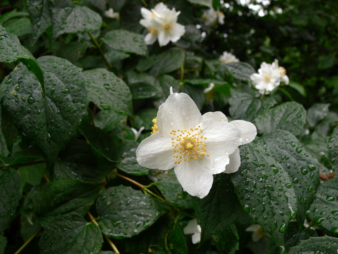 Image of genus Philadelphus specimen.