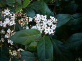 Viburnum tinus