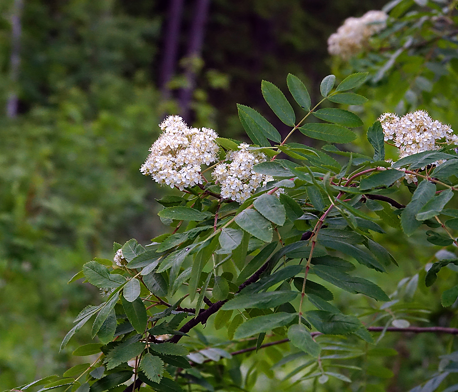 Image of Sorbus aucuparia specimen.