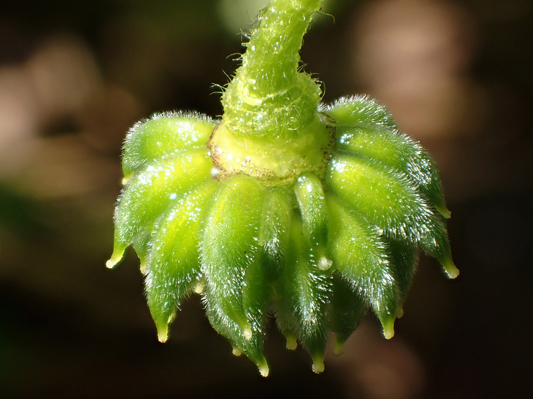 Image of Anemone nemorosa specimen.