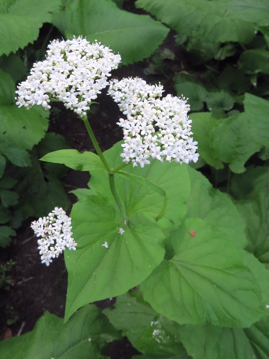 Изображение особи Valeriana alliariifolia.