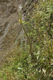 Verbascum macrurum. Цветущее и плодоносящее растение. Греция, о-в Крит, ном Ханья (Νομός Χανίων), дим Киссамос (Κίσσαμος), рудеральное местообитание между сельскохозяйственными угодьями и просёлочной дорогой. 20 июня 2017 г.