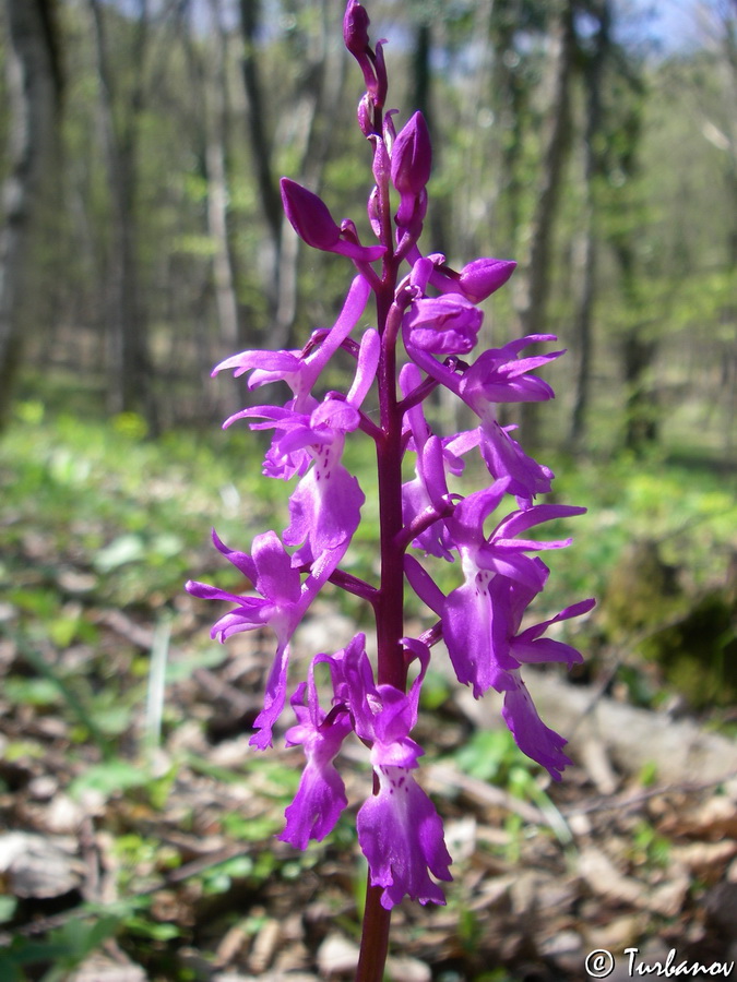 Image of Orchis mascula specimen.