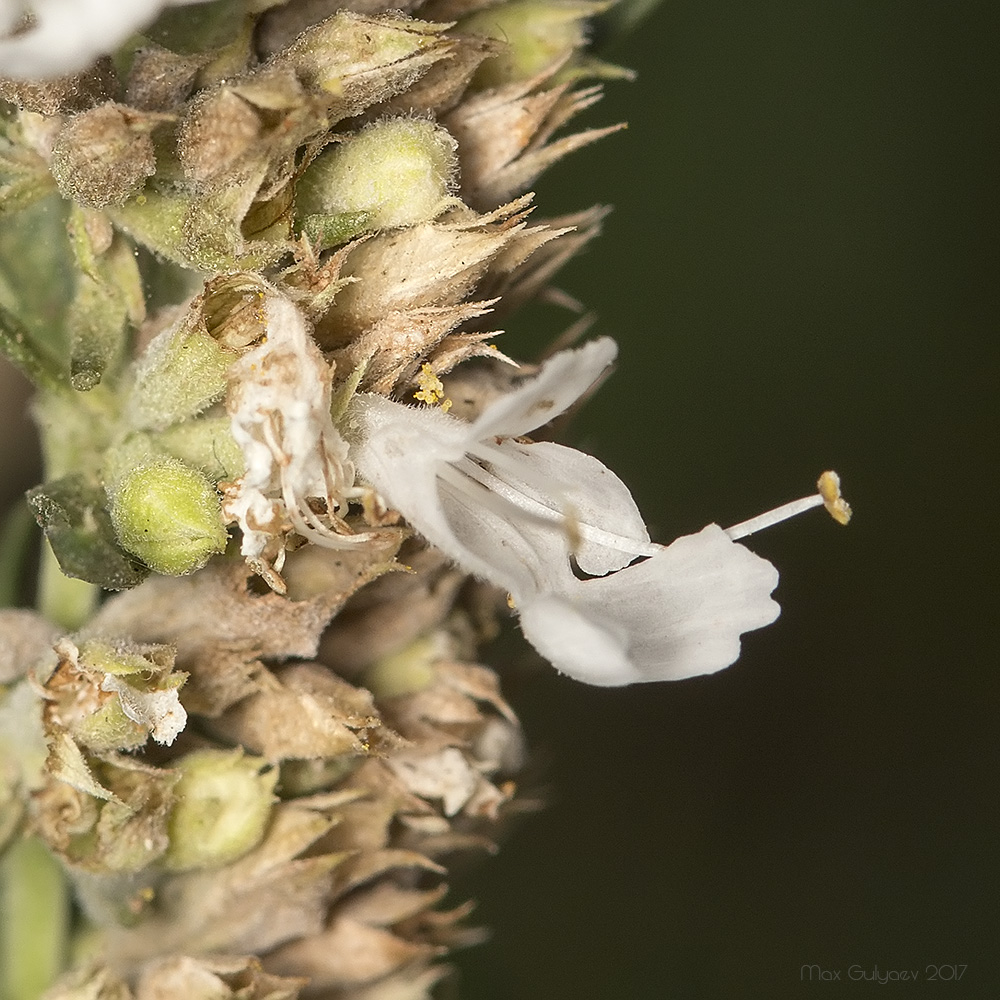 Image of Hyssopus officinalis specimen.
