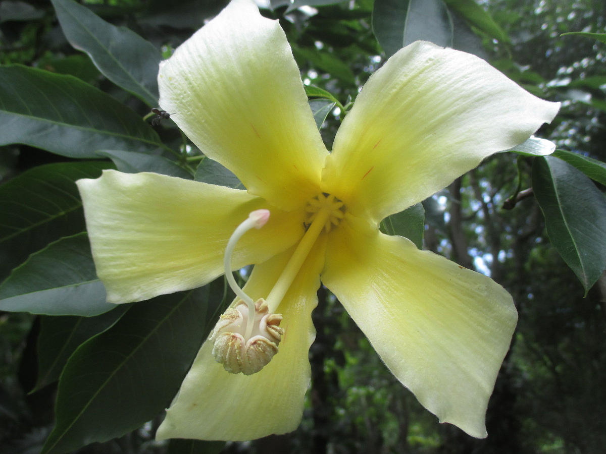 Изображение особи Ceiba insignis.