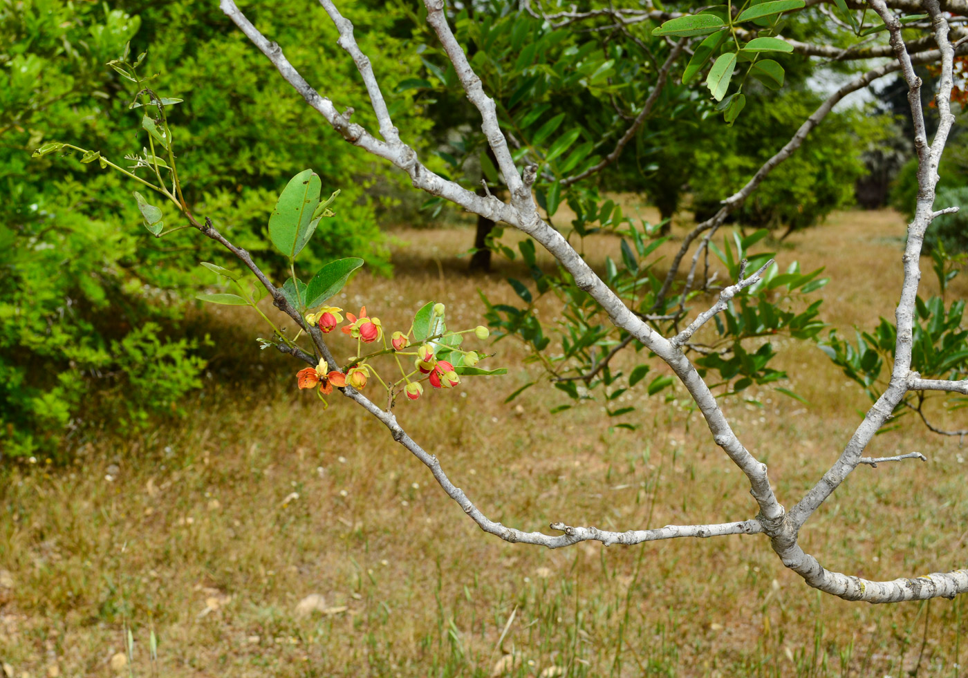 Image of Cassia brewsteri specimen.