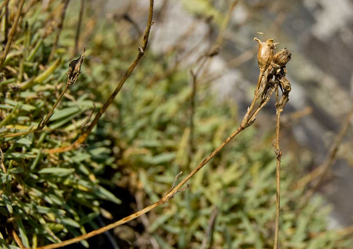 Image of Gypsophila uralensis specimen.