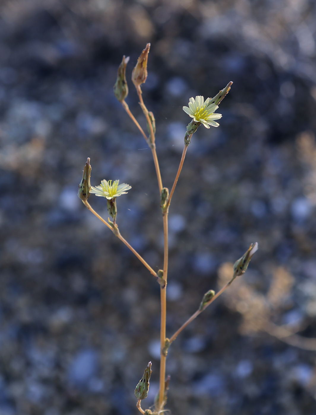 Image of Lactuca serriola specimen.