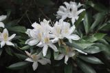 genus Rhododendron