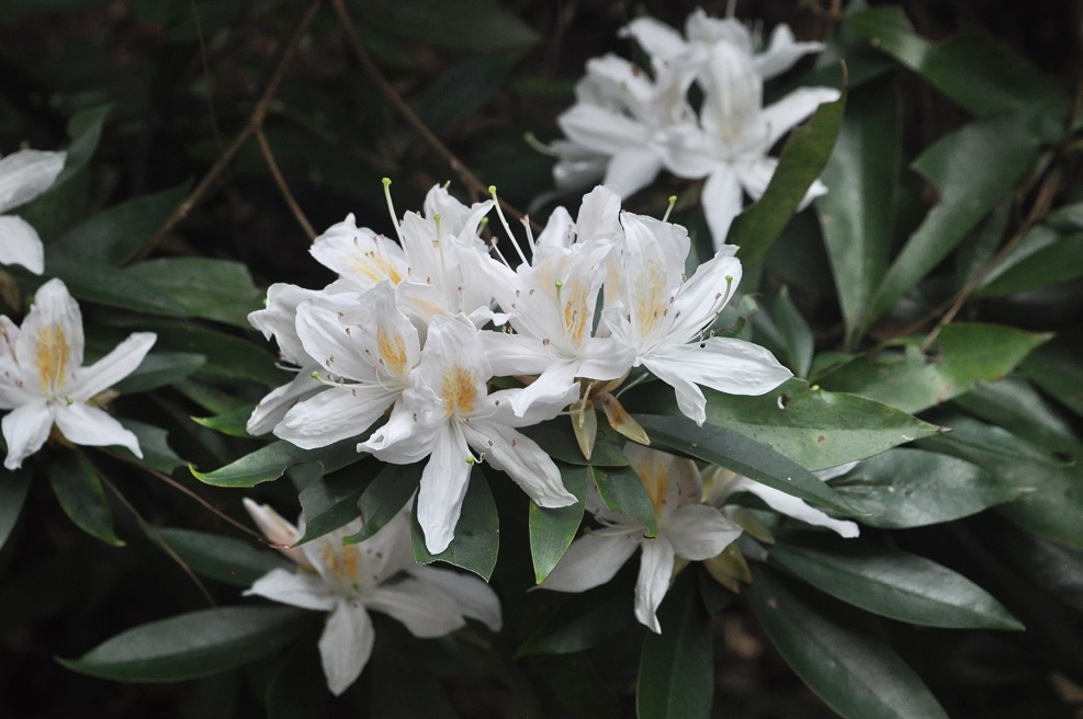 Image of genus Rhododendron specimen.