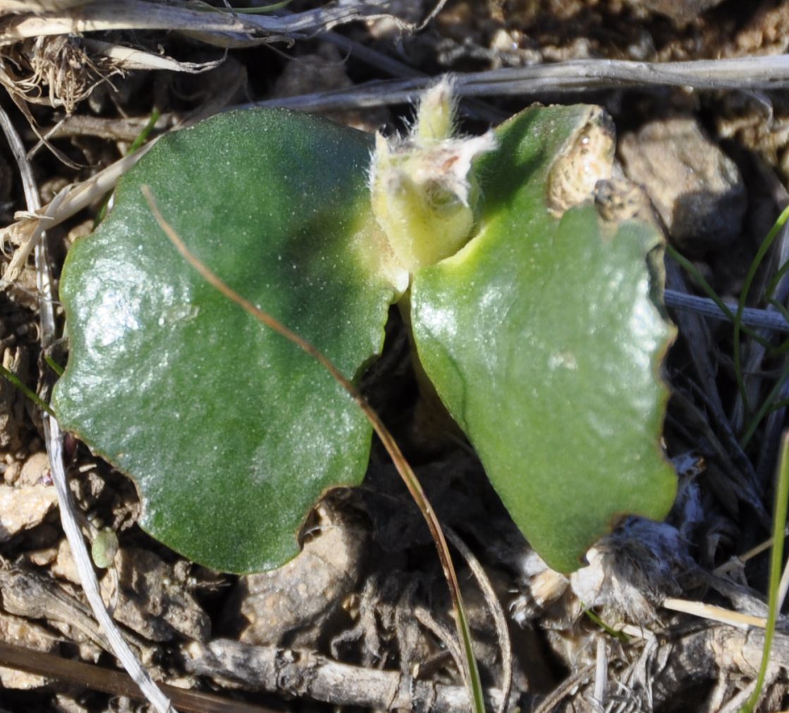 Image of genus Lupinus specimen.