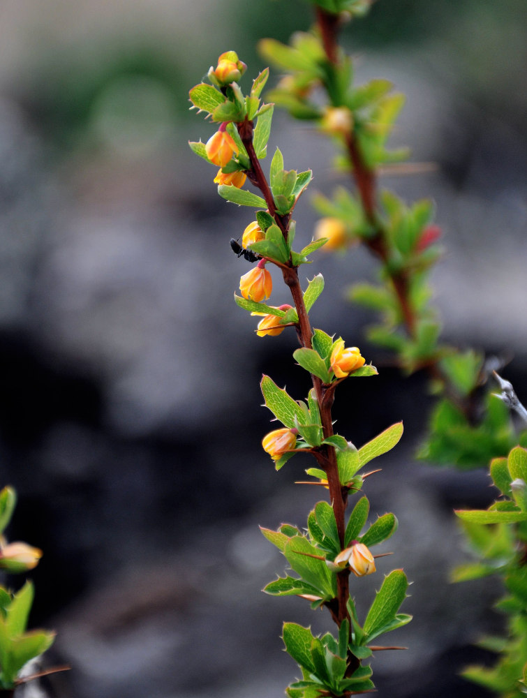 Image of Berberis sibirica specimen.