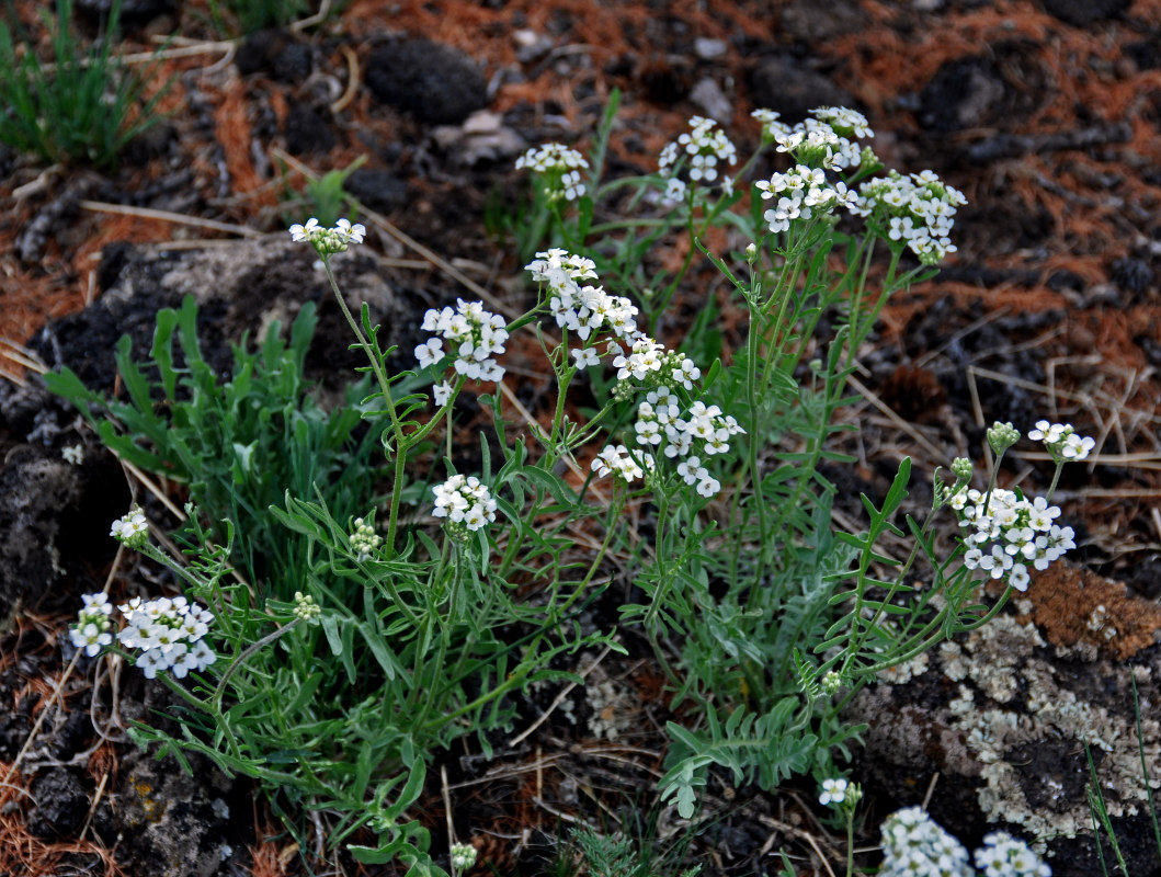 Image of Smelowskia alba specimen.