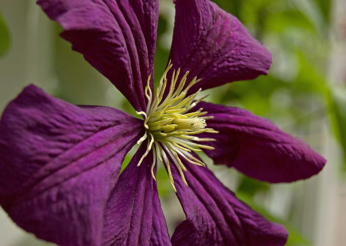 Изображение особи Clematis &times; jackmanii.