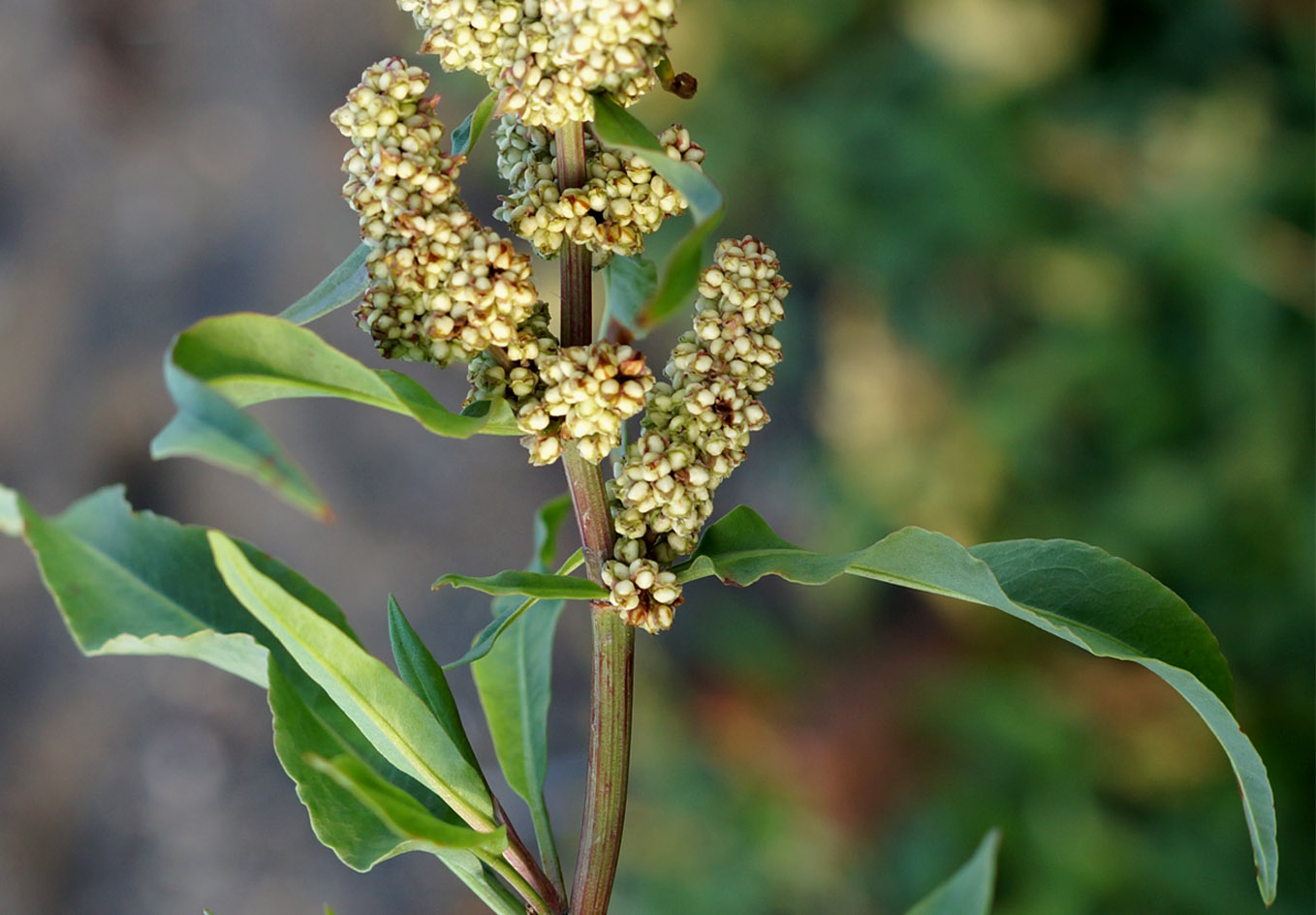 Image of Rumex sibiricus specimen.