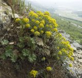 Odontarrhena tortuosa