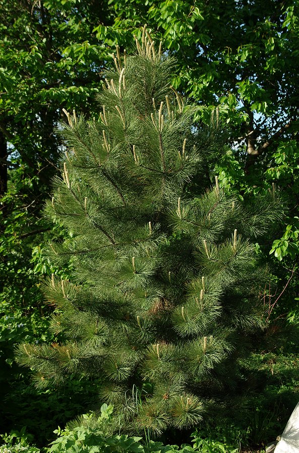 Image of genus Pinus specimen.