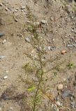 Artemisia desertorum