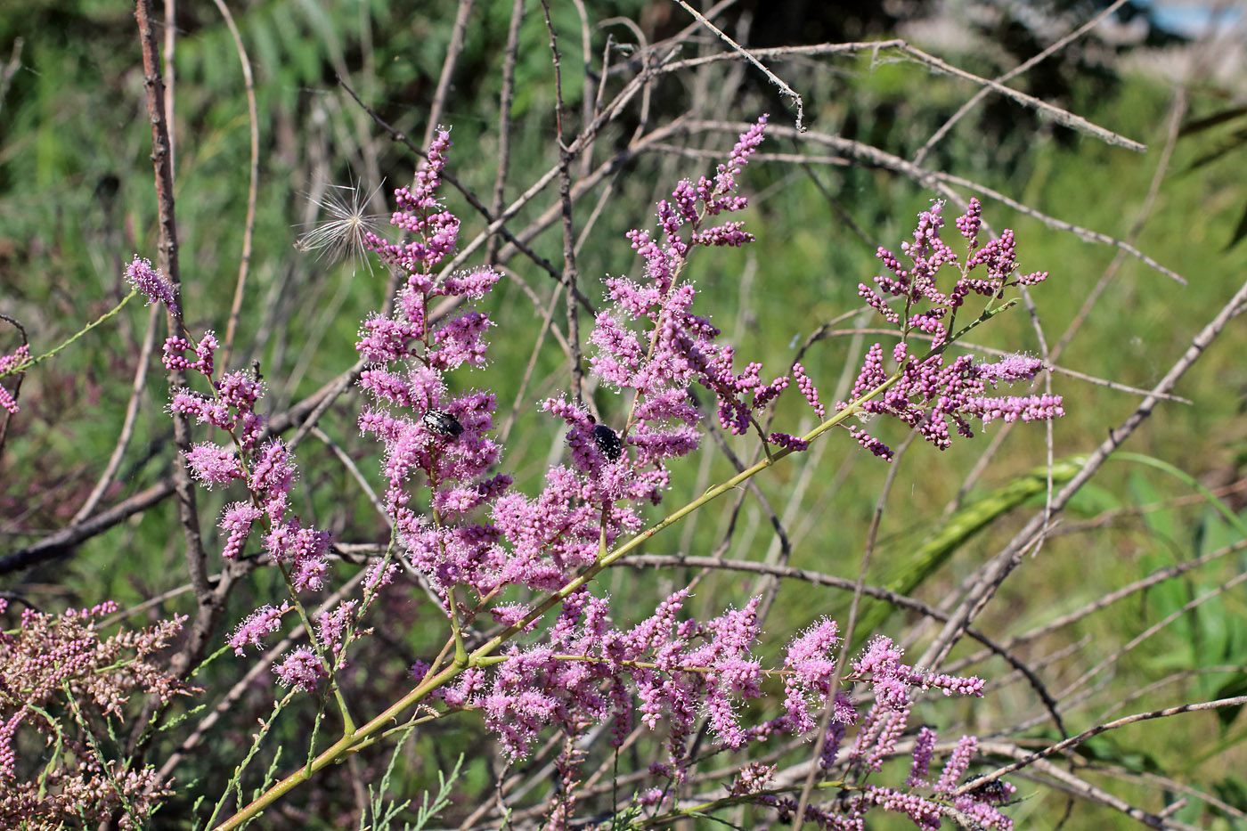 Image of Tamarix hohenackeri specimen.