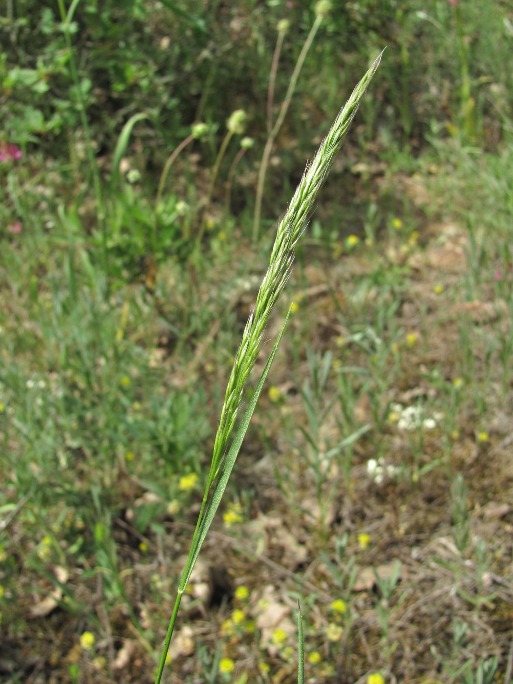 Image of familia Poaceae specimen.