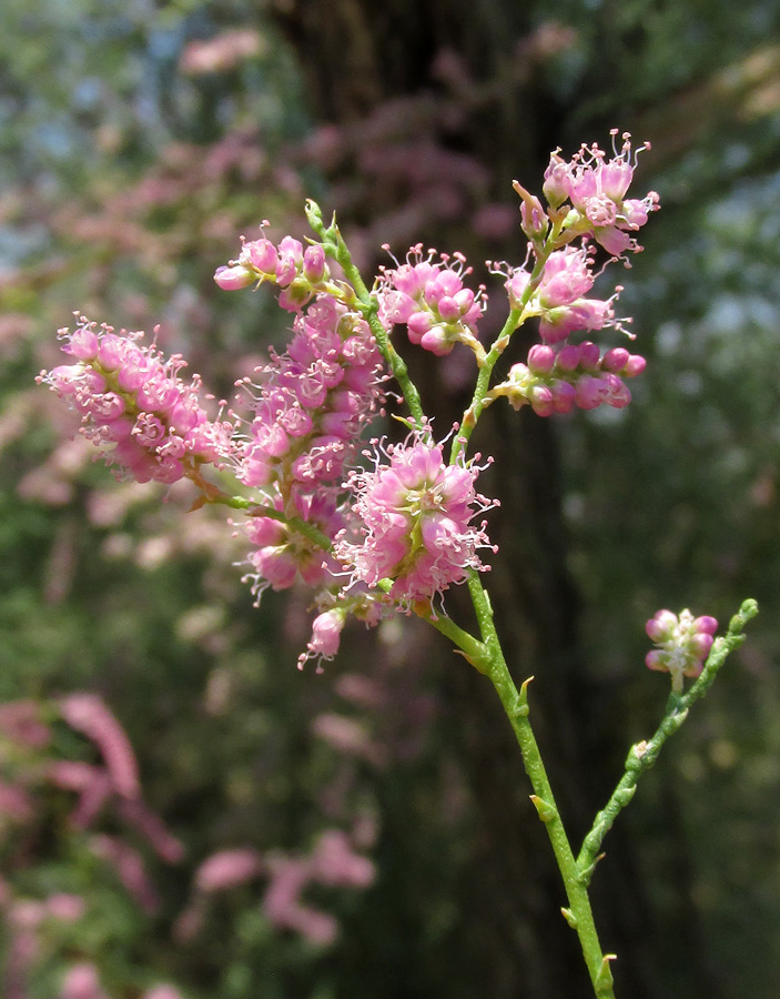 Image of Tamarix ramosissima specimen.