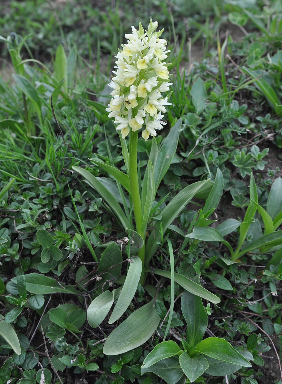 Изображение особи Dactylorhiza romana ssp. georgica.