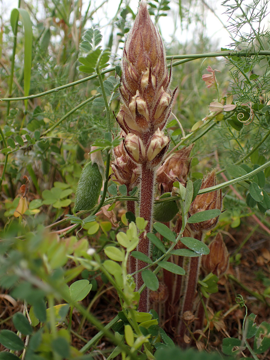 Image of Orobanche crenata specimen.