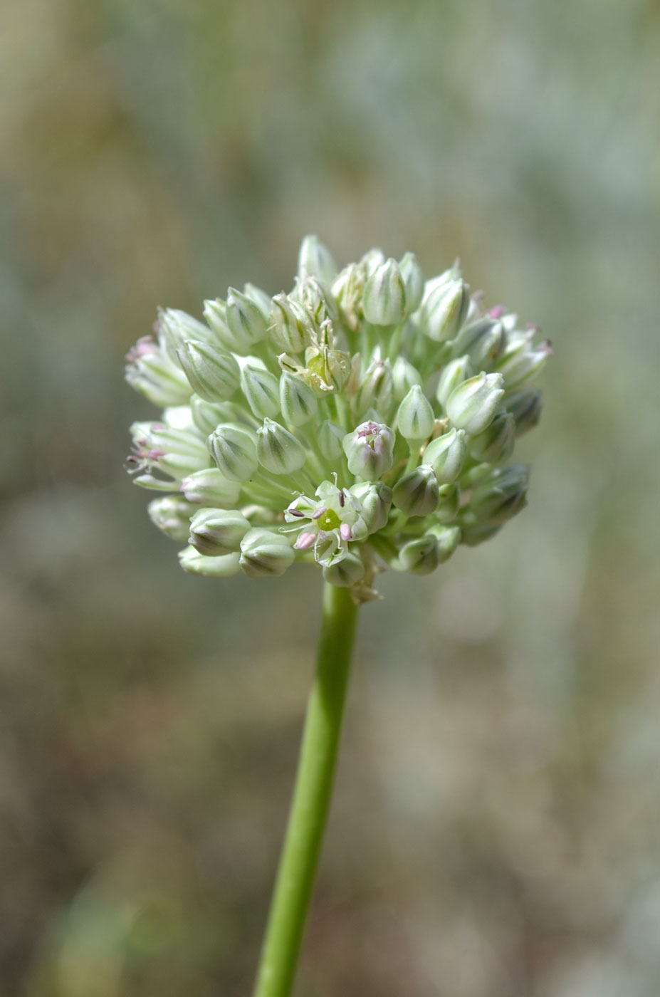 Image of Allium filidens specimen.