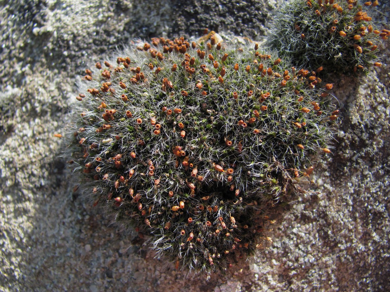 Image of class Bryopsida specimen.