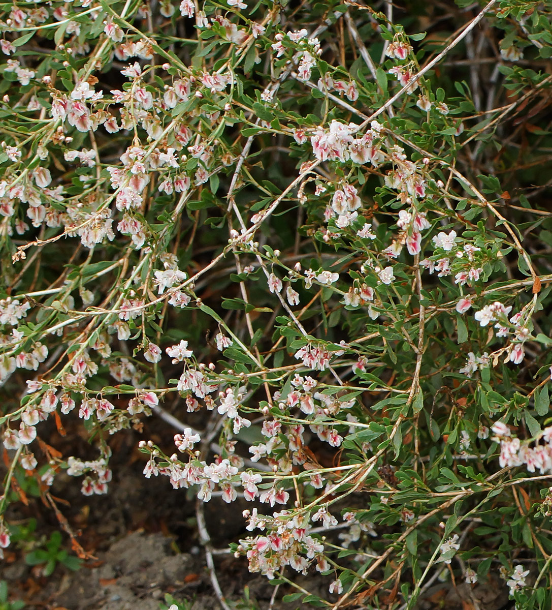 Image of Atraphaxis laetevirens specimen.