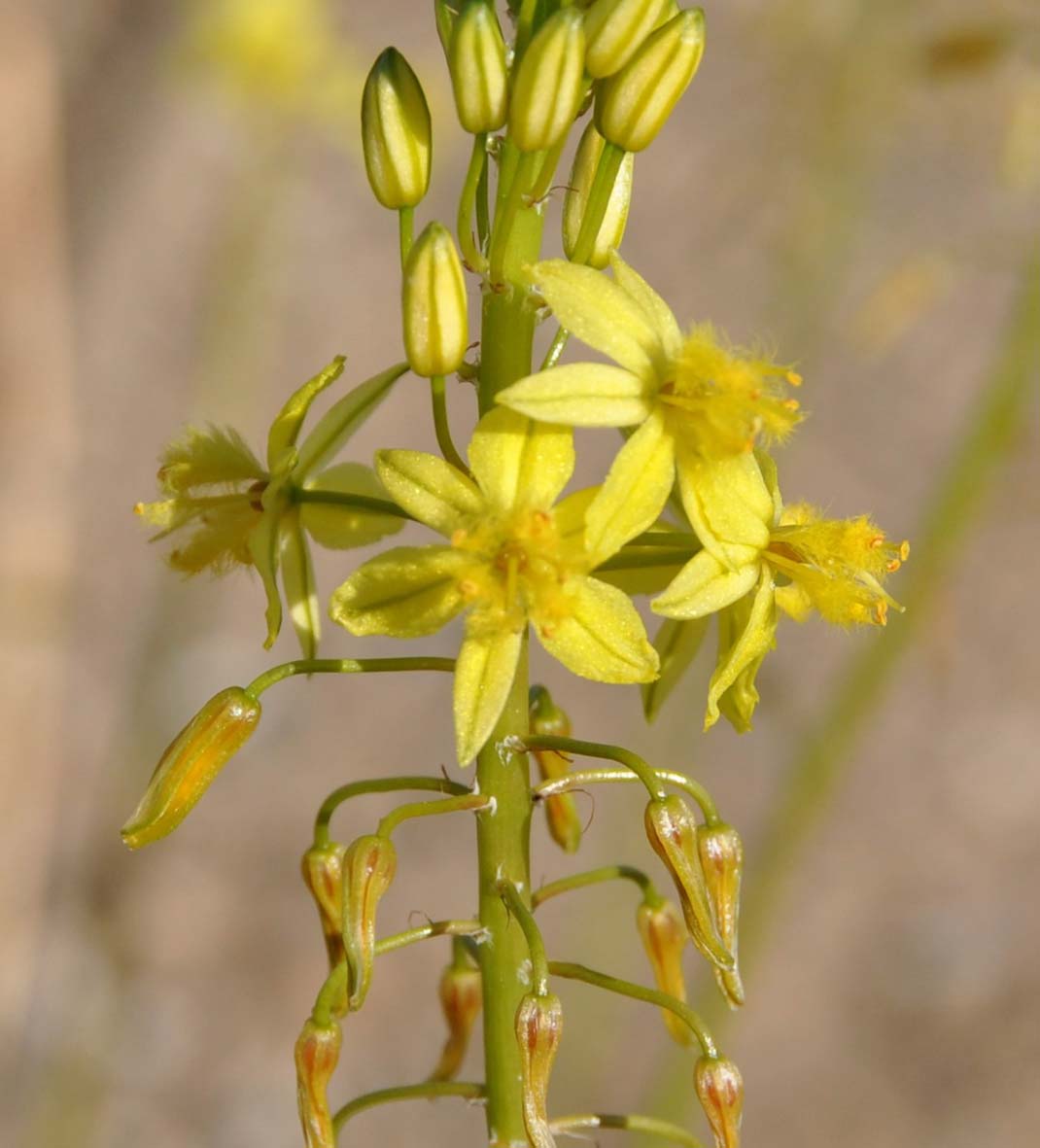 Изображение особи род Bulbine.