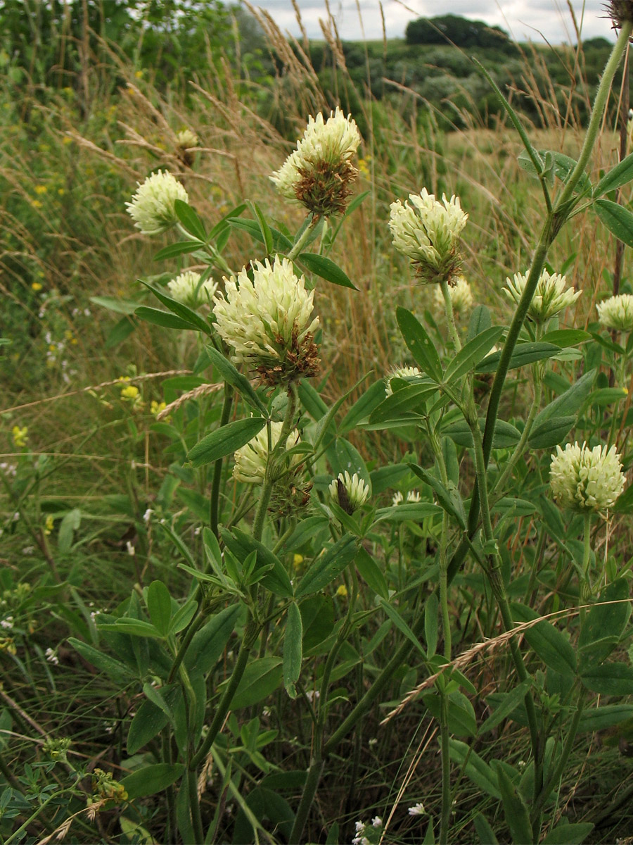 Изображение особи Trifolium pannonicum.