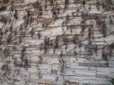Смотреть изображение Parthenocissus tricuspidata