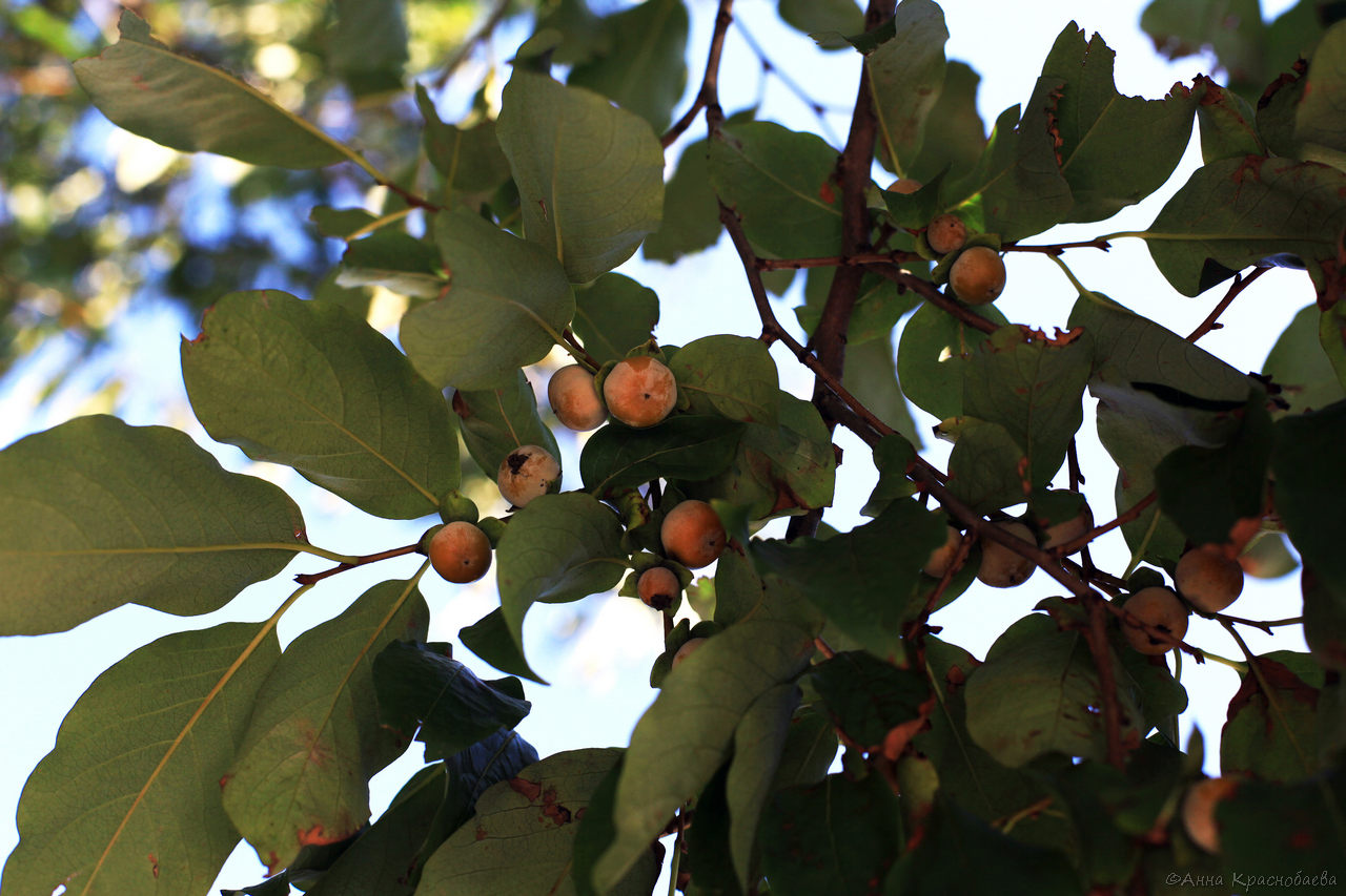 Image of Diospyros lotus specimen.